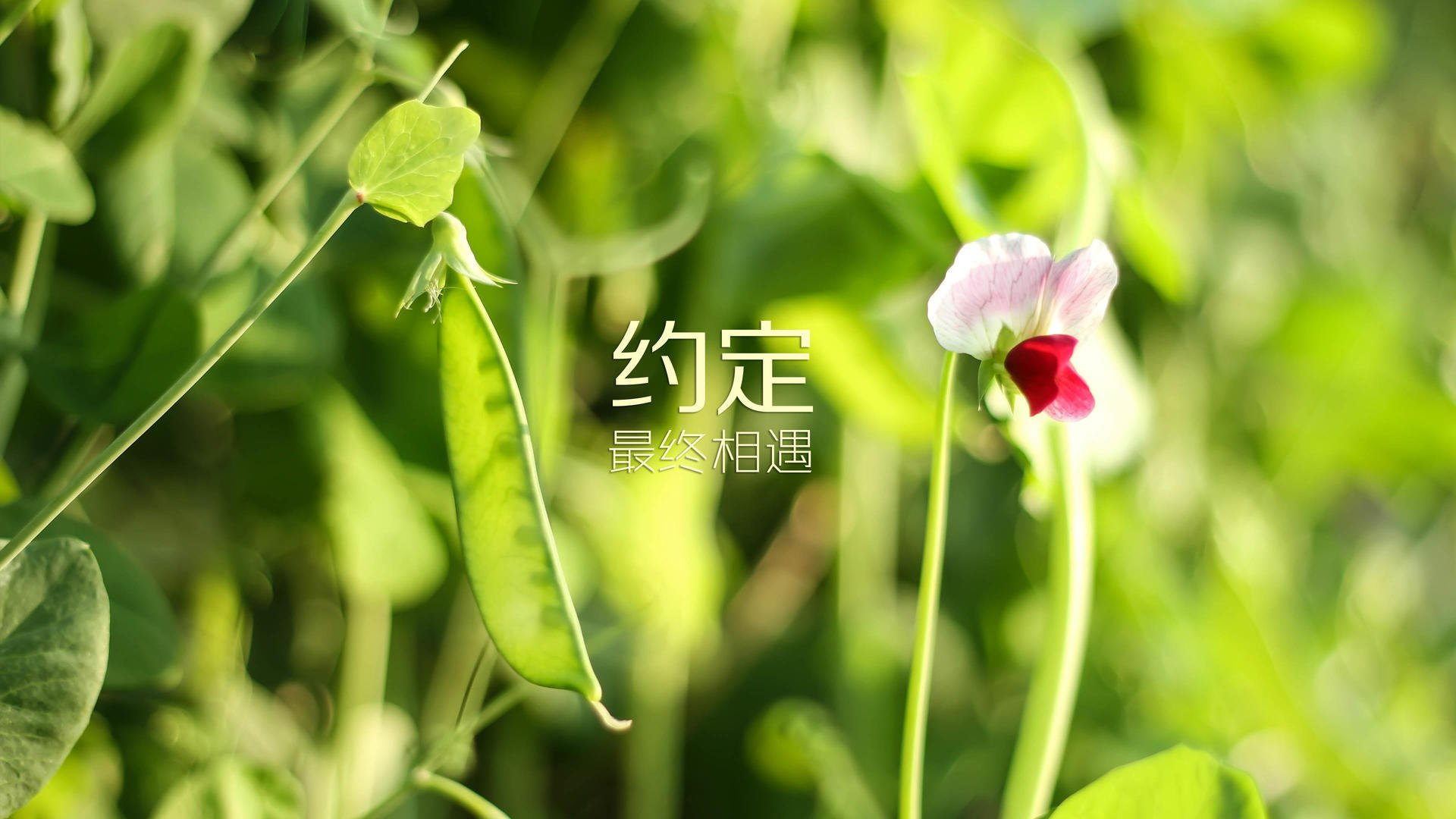 球迷投票：最令人难忘的季后赛瞬间，nba季后赛投票