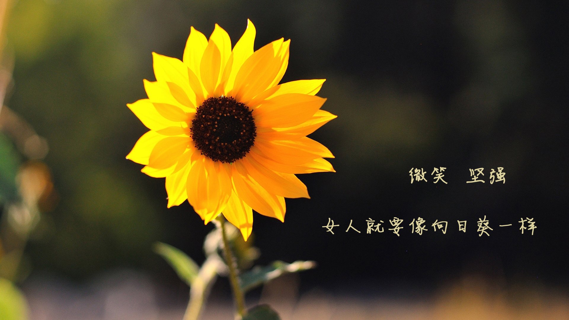 体育界的亮点：女足赛场上的精彩瞬间！，女足事例