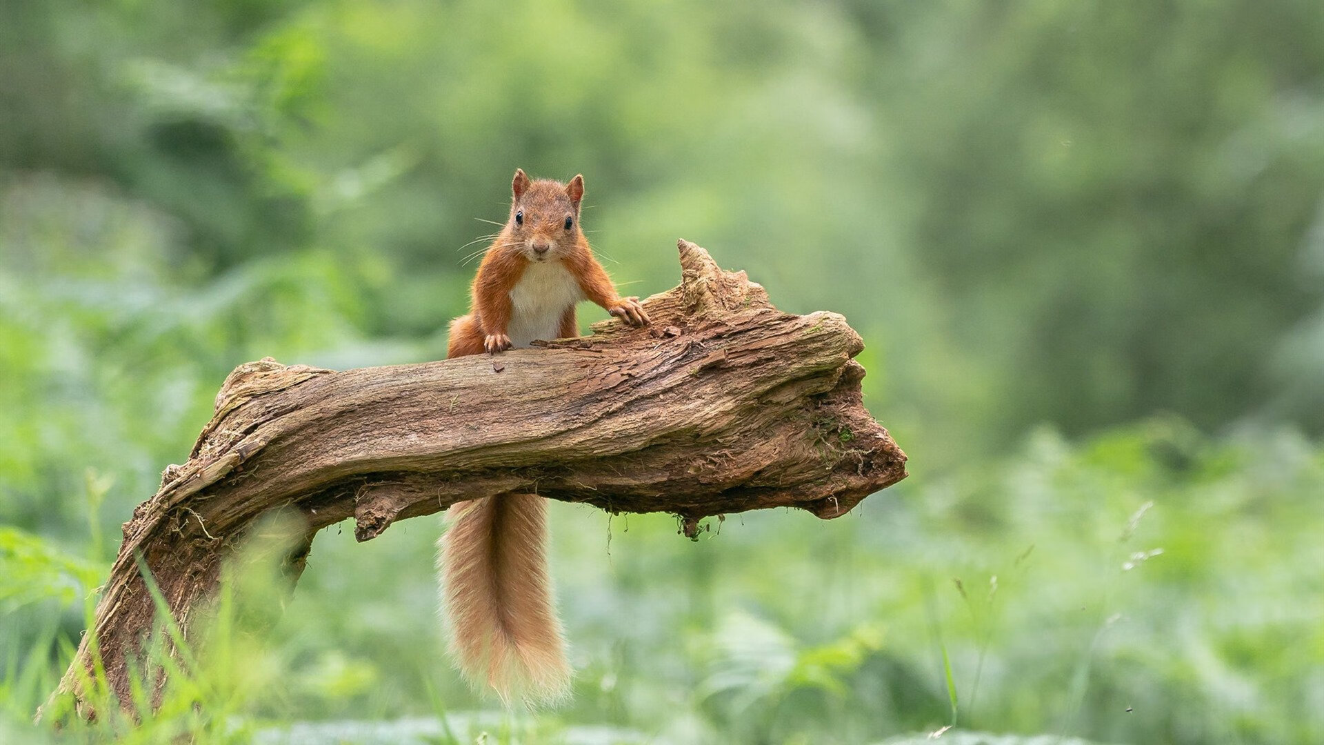 “简阳文体中心:世界顶级选手齐聚,竞技魅力无可抵挡”