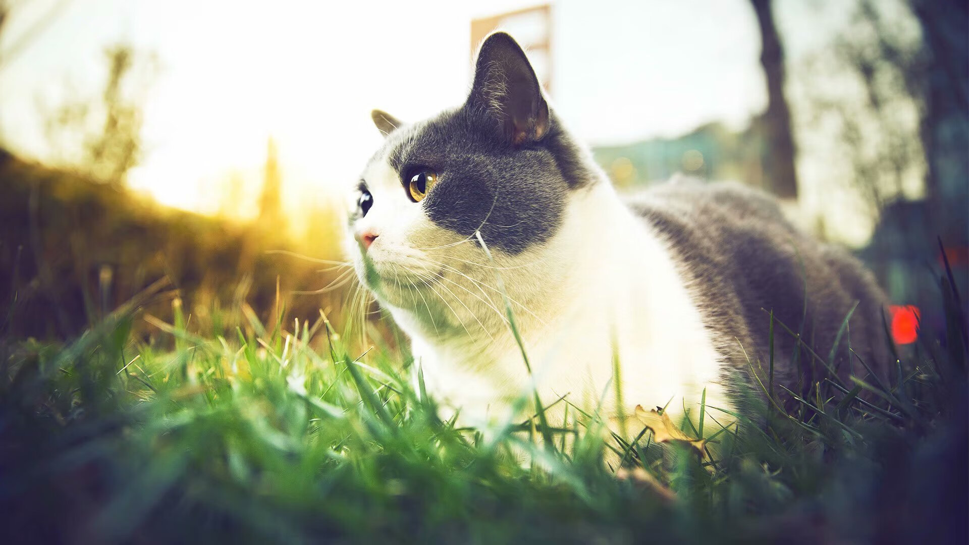 北京鸭通过视频学习提升战术执行效率,北京鸭子贴吧