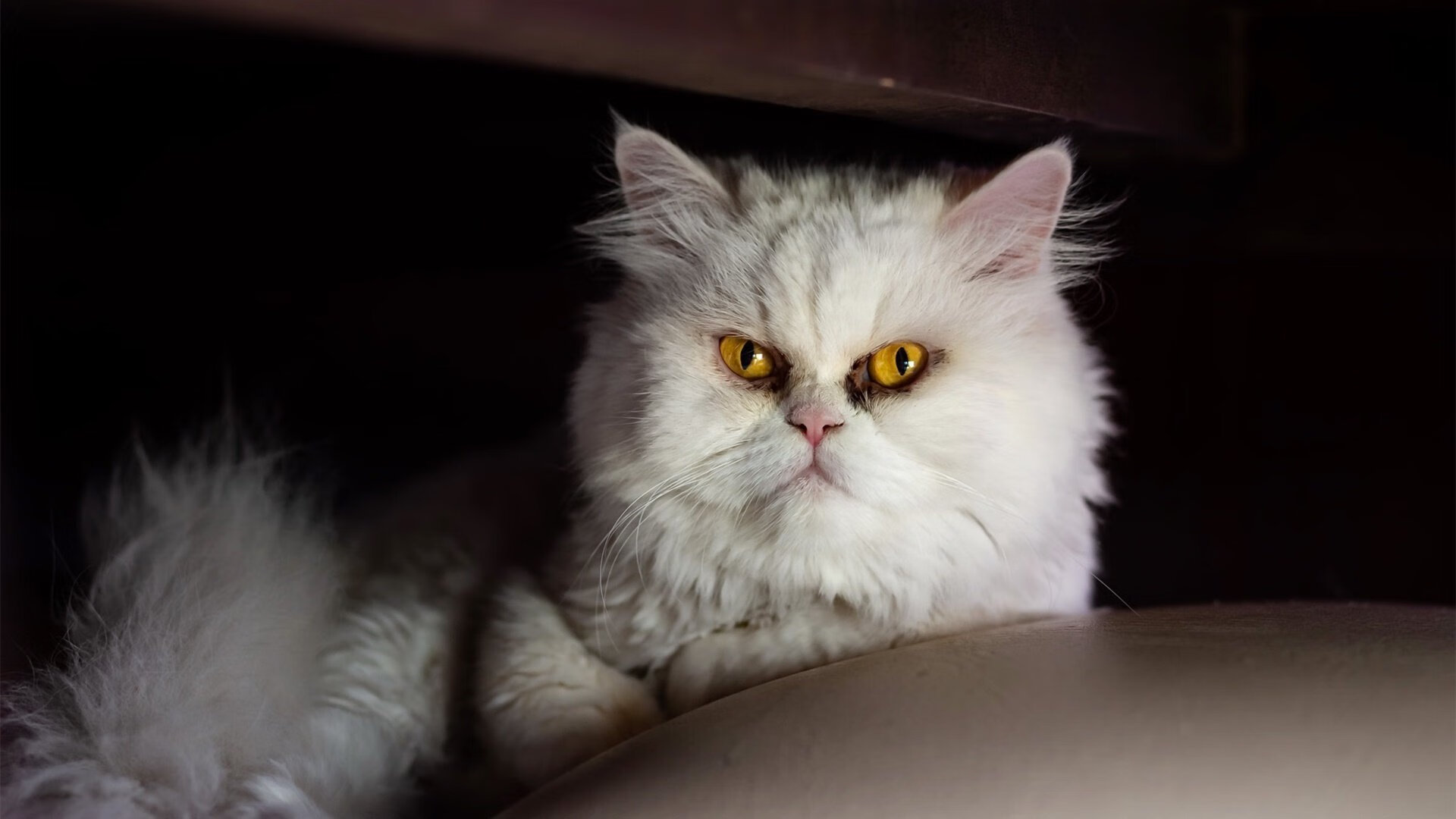 多特蒙德反击节奏打得风生水起，多特蒙德防守反击