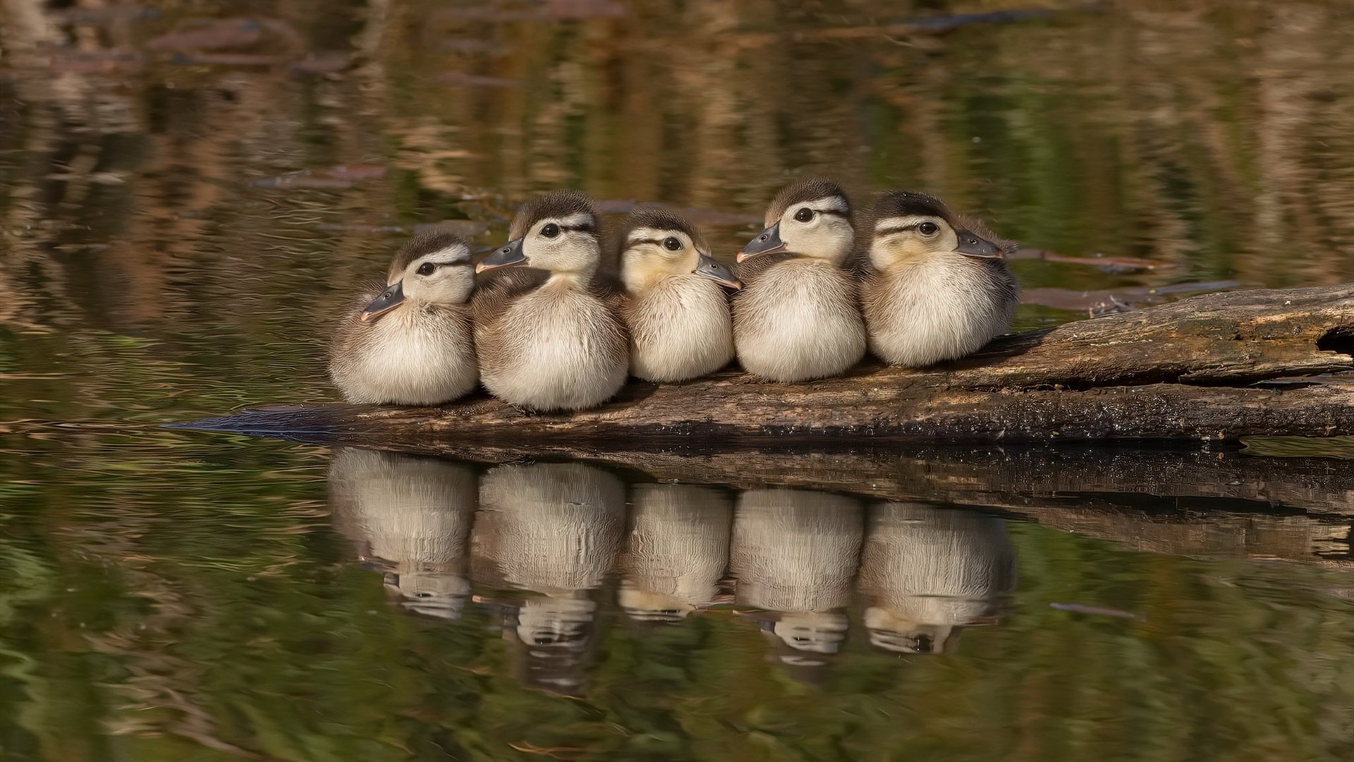 自由泳50米前三米爆发力数据分析,自由泳50米swolf