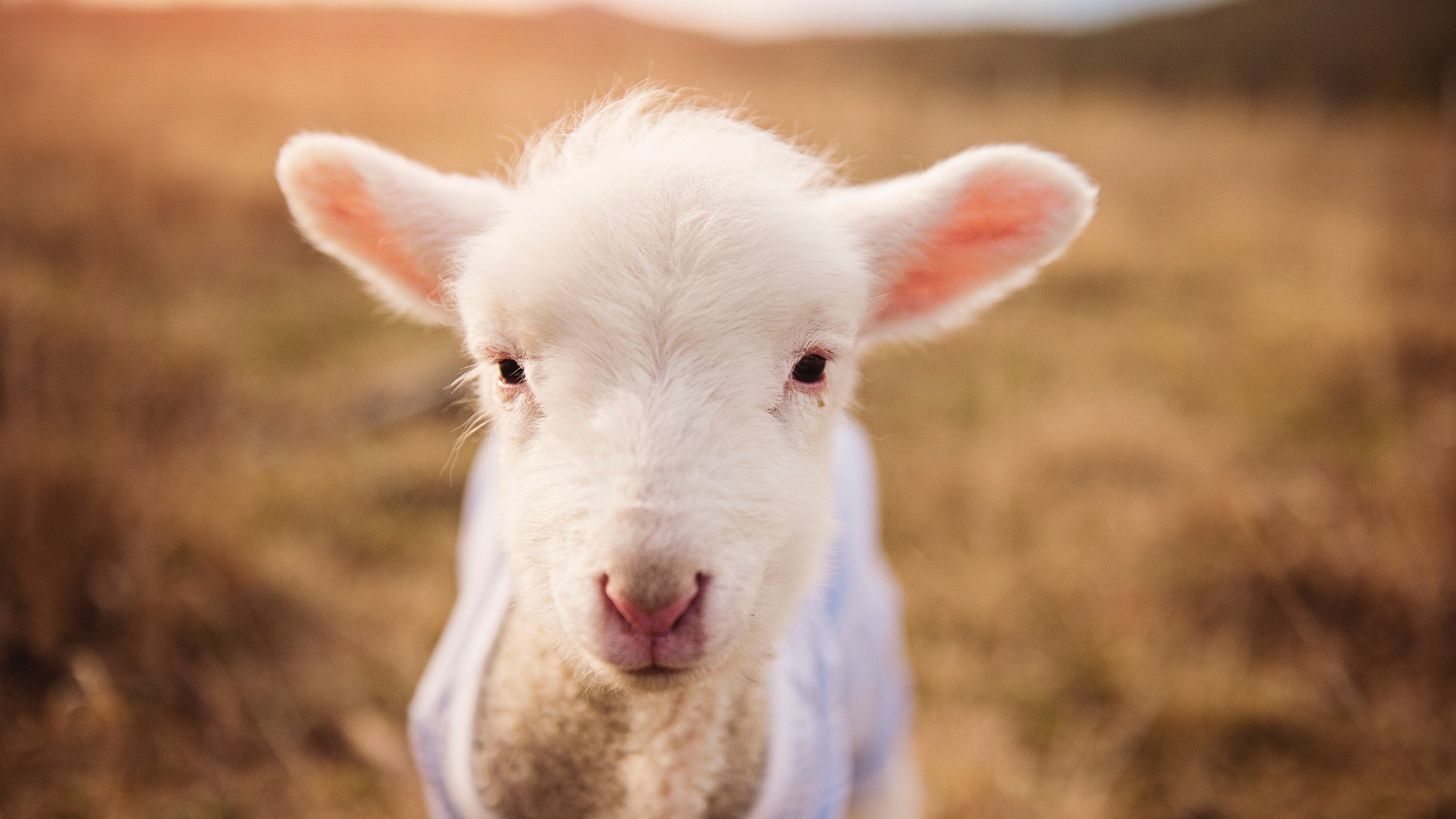 西雅图海湾者球员逐渐成熟,未来光明,美国西雅图海湾人足球队战绩