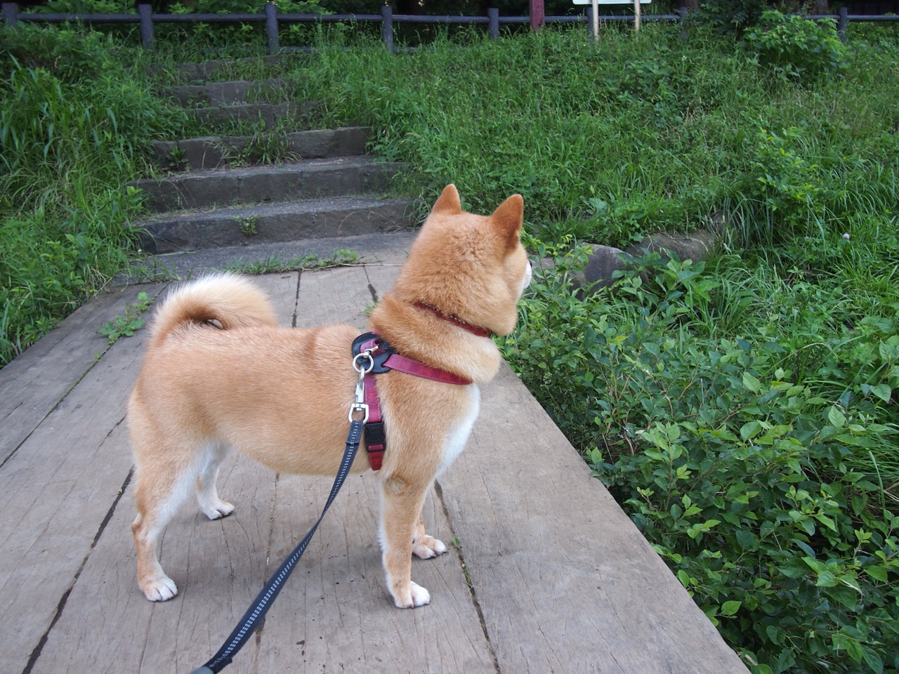 中国足球联赛推行高标准场地绿化建设，全国足球场地设施建设规划(2016-2020年)