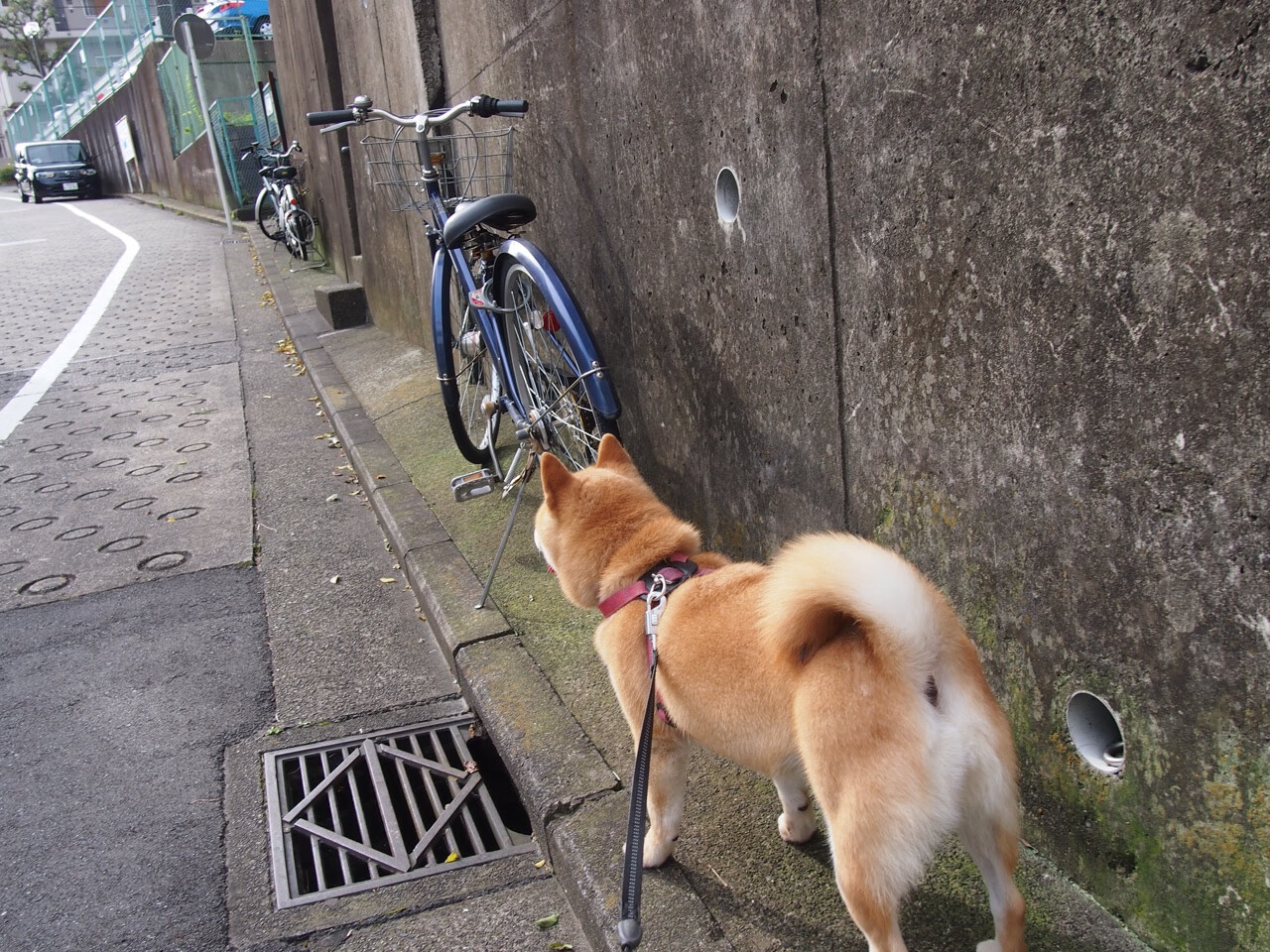 乔纳·隆戈:从草地到光辉,成为全黑队的传奇标杆,乔纳森百科
