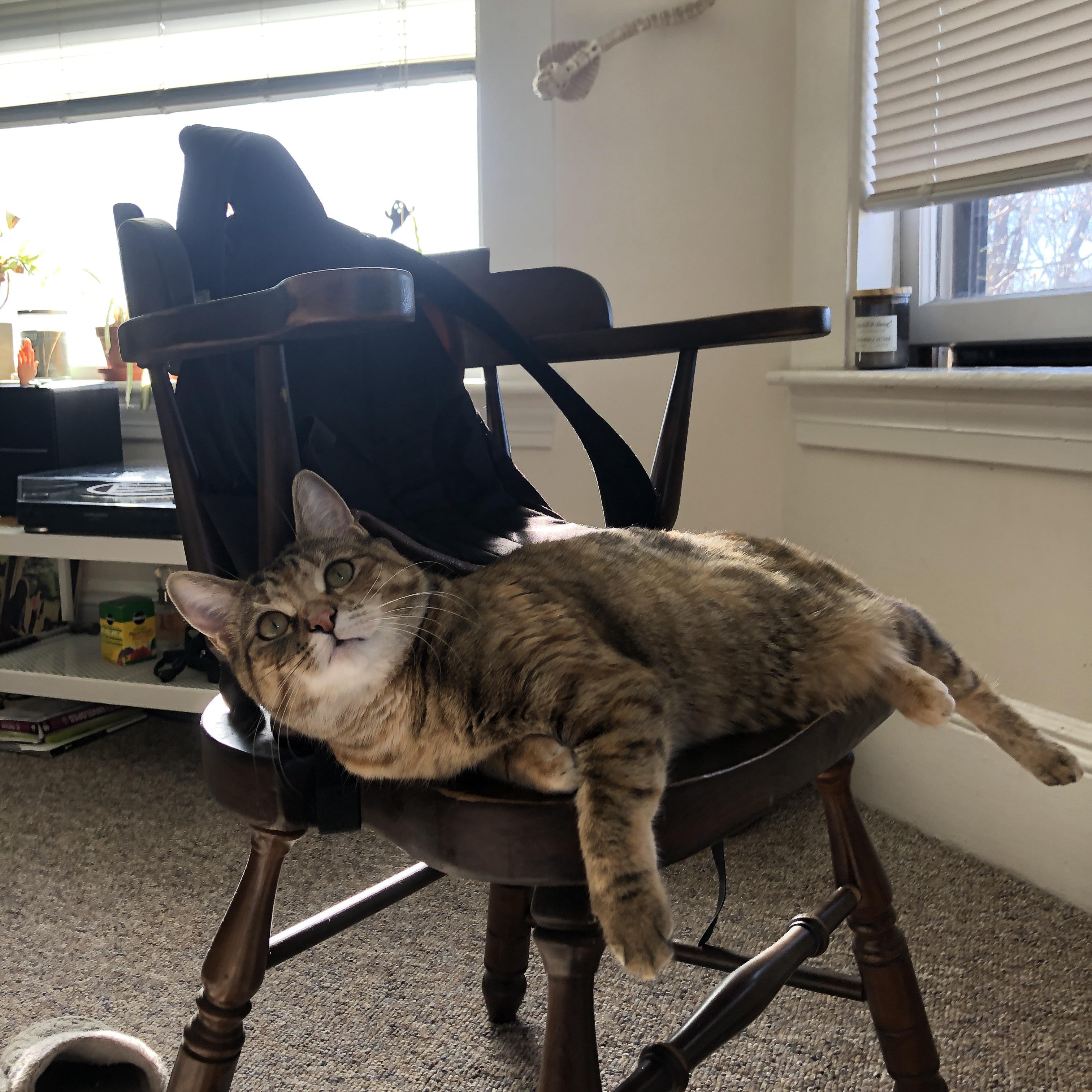 陈佳佩拉卡尼蝶泳成绩接近